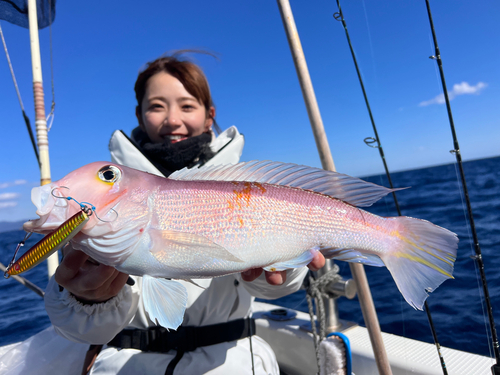 アマダイの釣果