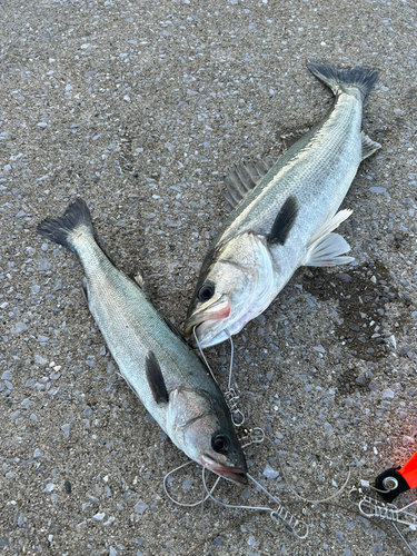 シーバスの釣果