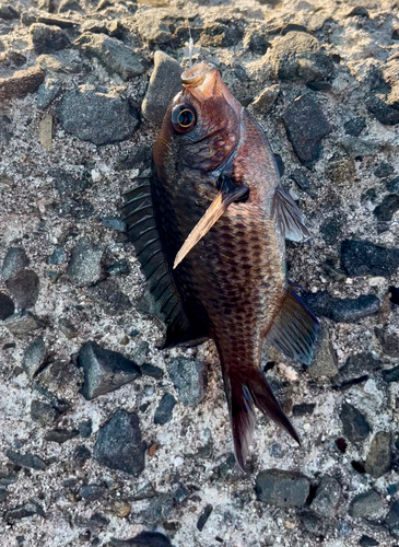 スズメダイの釣果