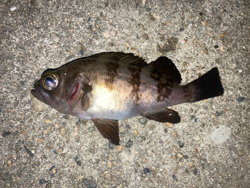 シロメバルの釣果