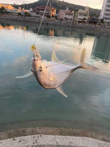 メッキの釣果