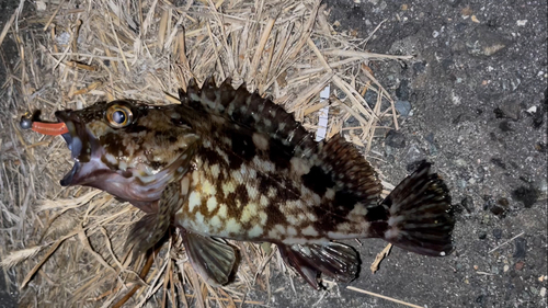 カサゴの釣果