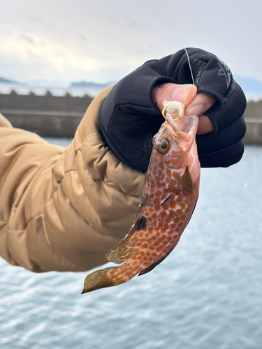 キジハタの釣果