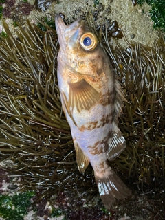 メバルの釣果