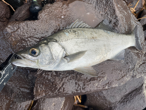 ヒラスズキの釣果