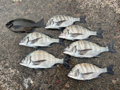 クロダイの釣果