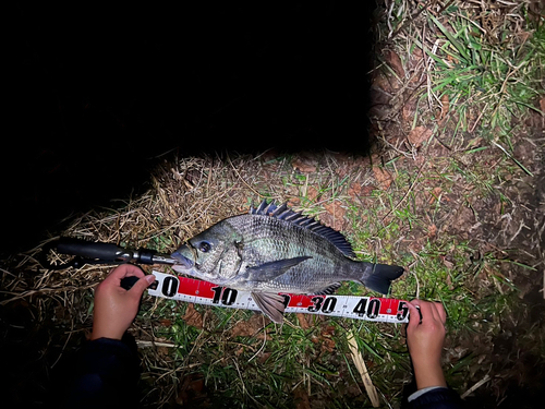 クロダイの釣果