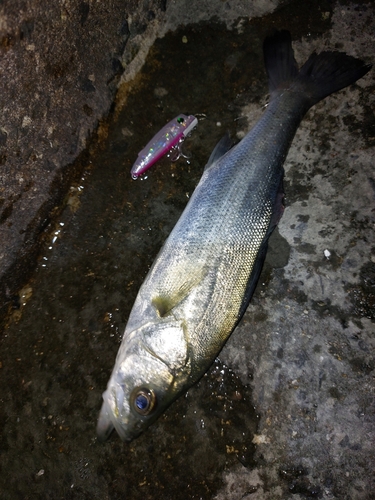 セイゴ（マルスズキ）の釣果