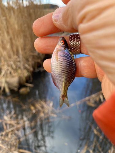 タナゴの釣果