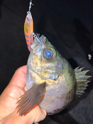 アオメバルの釣果