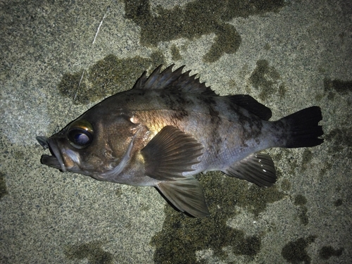 メバルの釣果