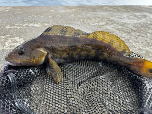 アイナメの釣果