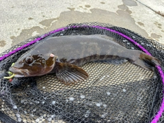 アイナメの釣果