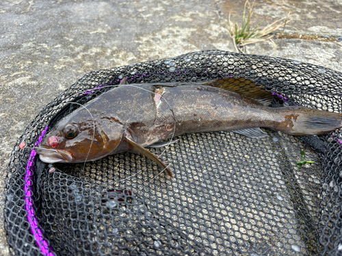 アイナメの釣果