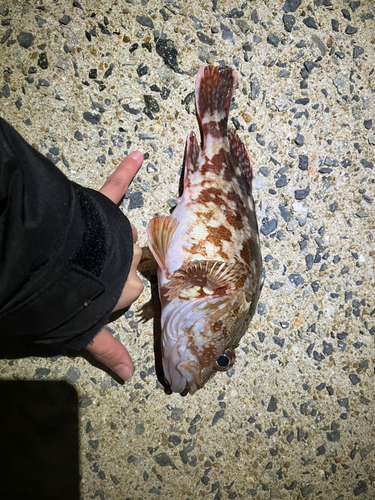 アラカブの釣果