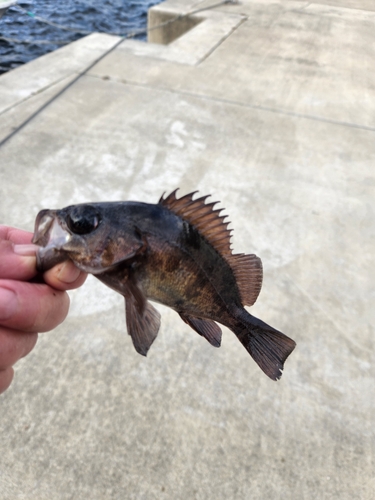 シロメバルの釣果