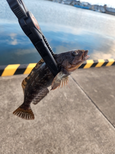 アイナメの釣果