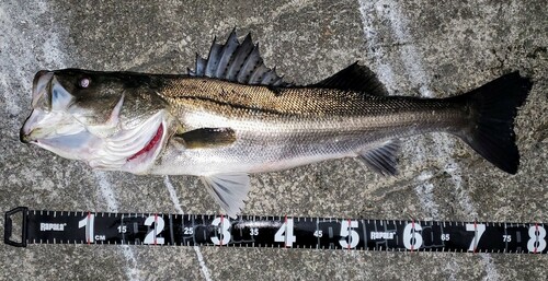 シーバスの釣果