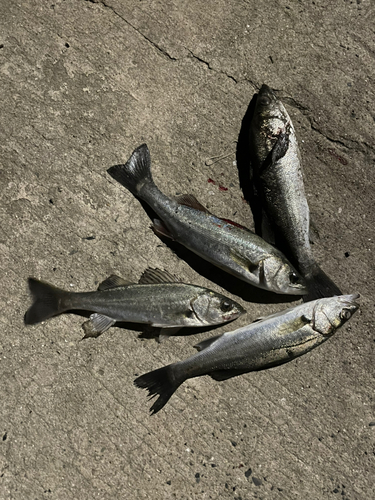 シーバスの釣果