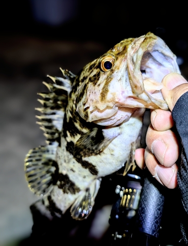 タケノコメバルの釣果