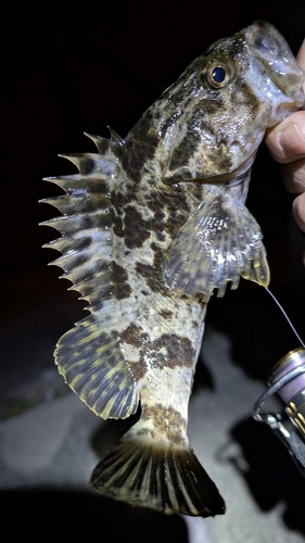 タケノコメバルの釣果