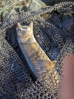 イワナの釣果