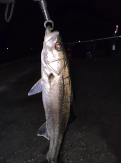 ヒラスズキの釣果