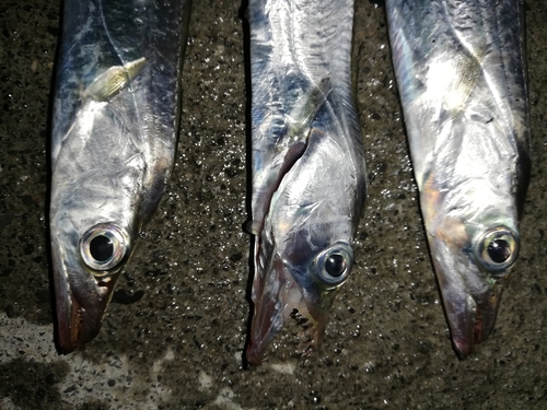 タチウオの釣果