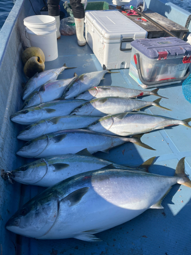 メジロの釣果