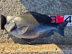 クチブトグレの釣果