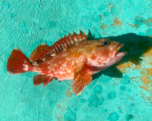 カサゴの釣果