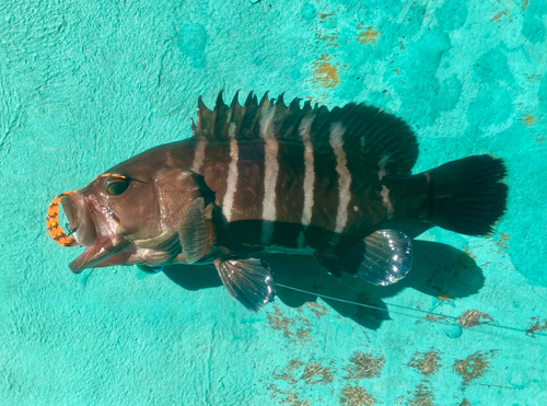 マハタの釣果