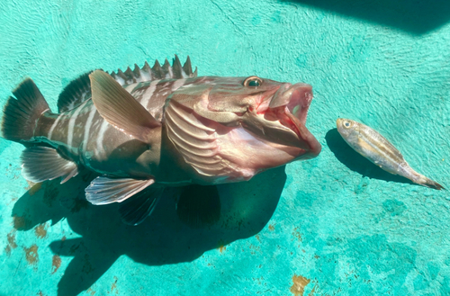 マハタの釣果