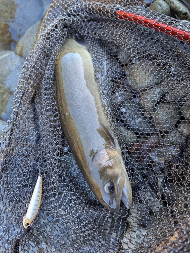 イワナの釣果