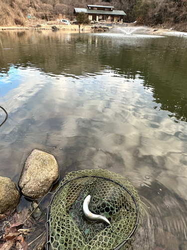 ニジマスの釣果