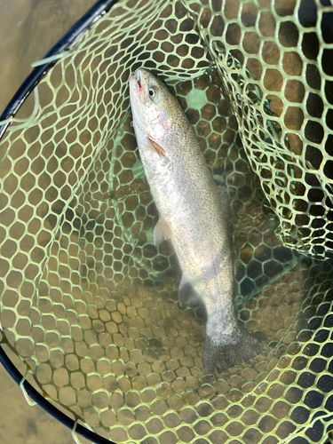 ニジマスの釣果