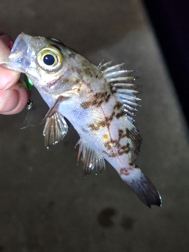 シロメバルの釣果