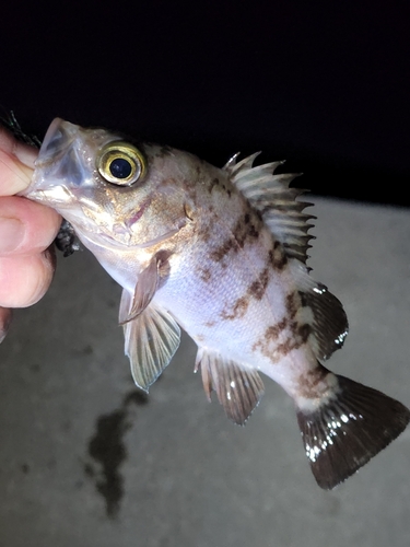 シロメバルの釣果