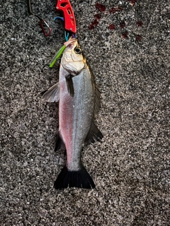 ヒラスズキの釣果