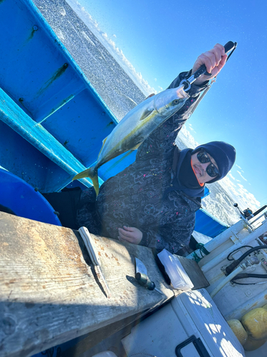 ヒラマサの釣果