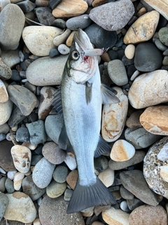 ヒラスズキの釣果