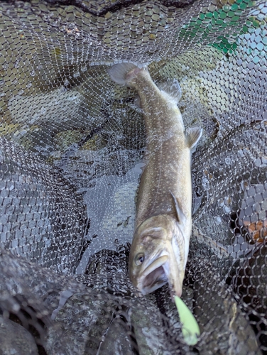 イワナの釣果