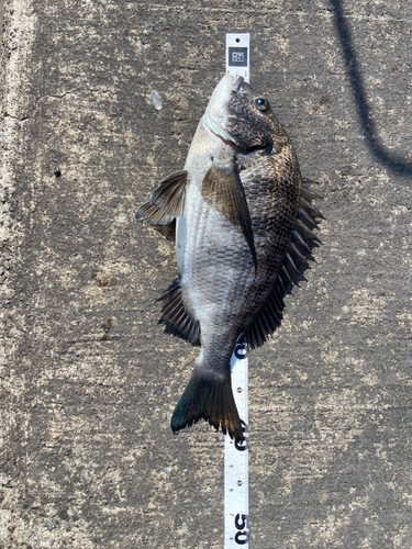 クロダイの釣果