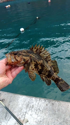 ベッコウゾイの釣果