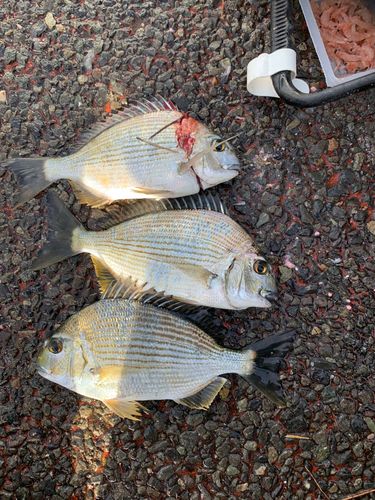 ヘダイの釣果