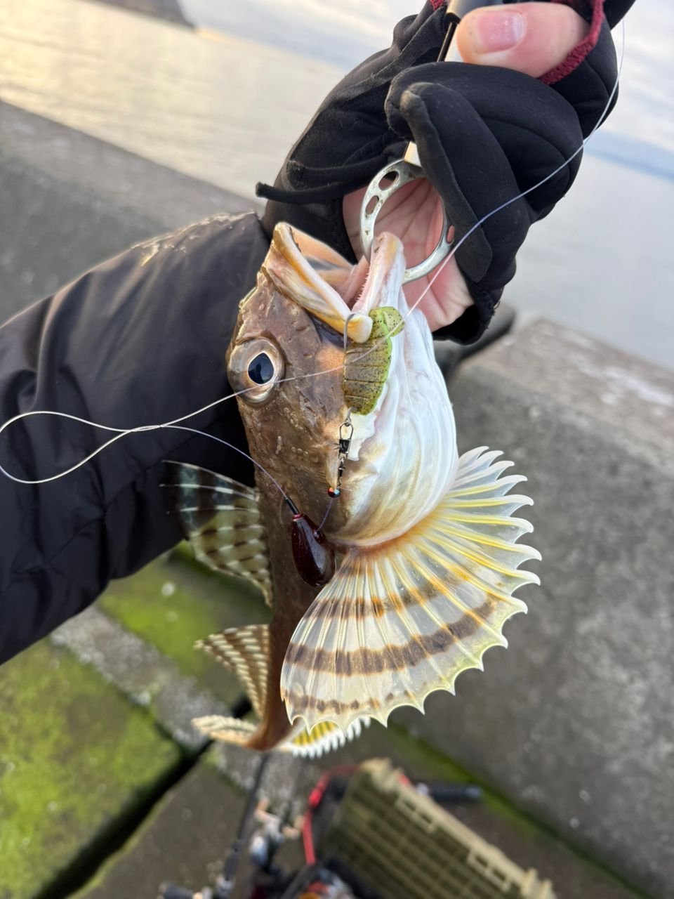 道産子コーディーさんの釣果 2枚目の画像