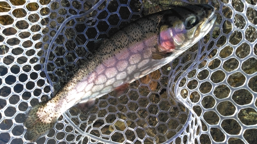 ニジマスの釣果