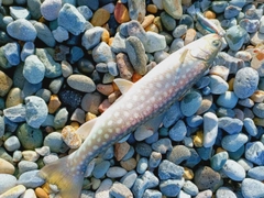 アメマスの釣果