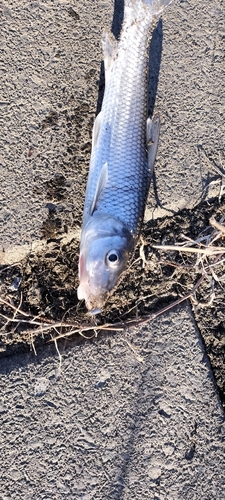 ニゴイの釣果