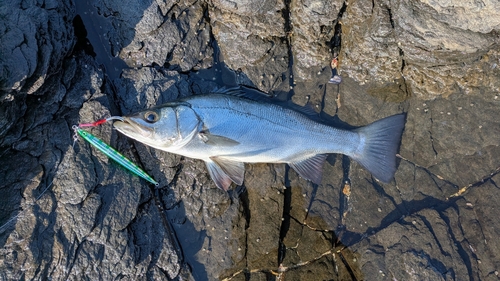 ヒラスズキの釣果